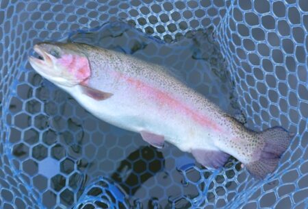 表層で大型ボッコボコ ～岡崎トラウトポンド～